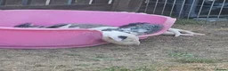 English Bull Terrier dogs for sale: English bullterrier pups for sale - Advert 5