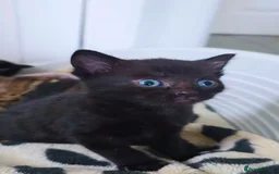 Mixed Breed cats for sale: 3 Black Grey Stripped Kittens For Sale - Image 10