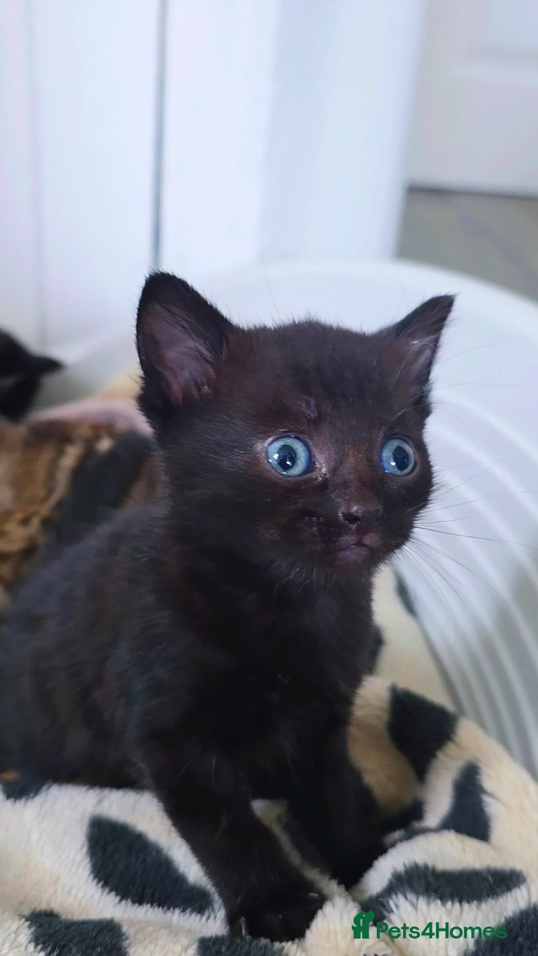 Mixed Breed cats for sale: 3 Black Grey Stripped Kittens For Sale - Image 10