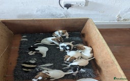 Jack Russell dogs for sale: Miniature Jack Russell's - Image 1