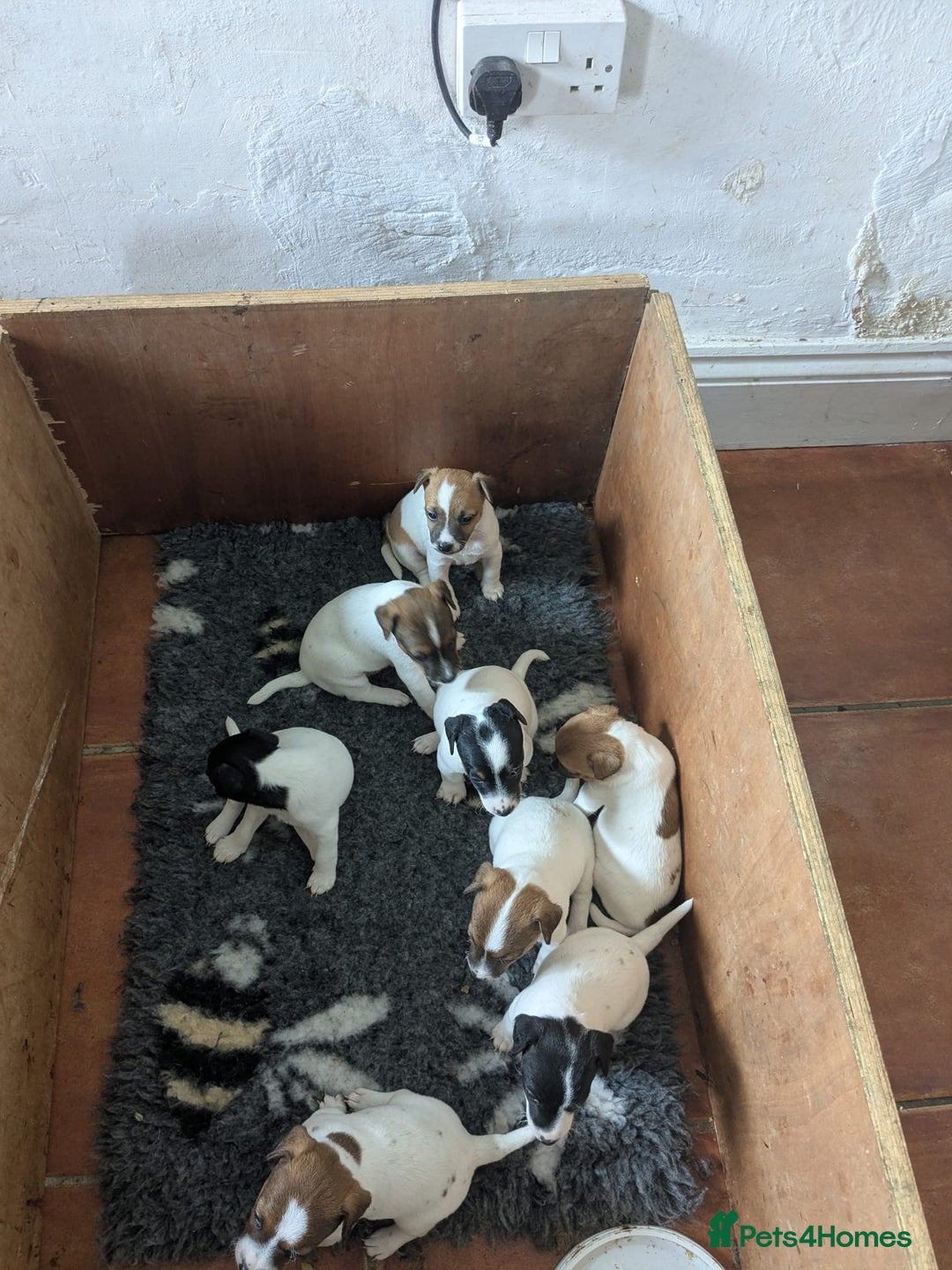 Jack Russell dogs for sale: Miniature Jack Russell's - Image 1