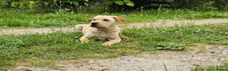 Mixed Breed dogs for adoption: Indie – Gorgeous Young Shar Pei Cross - Advert 6
