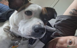 Mixed Breed dogs for sale: Bruno - Needs a New, Loving Home - Image 31