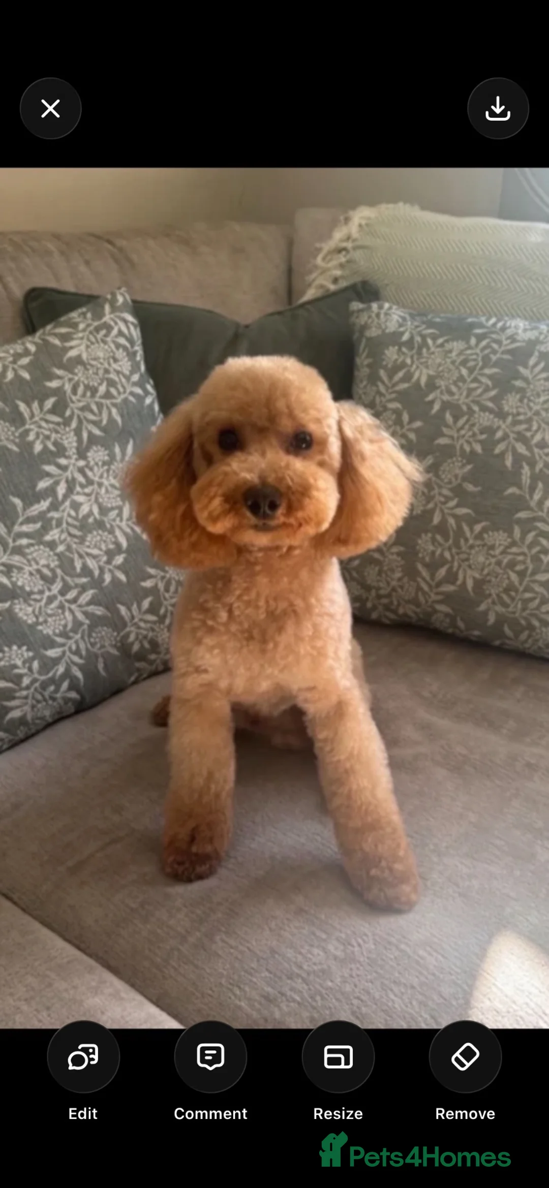 Mixed Breed dogs for sale: Daisypoo puppies  - Advert 9