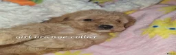 Cavapoochon dogs for sale: Beautiful cavapoochon puppies  - Advert 6