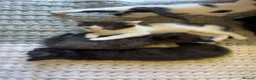 Mixed Breed cats for sale: All kittens £70 ready to leave today!  in Felixstowe - Advert 7
