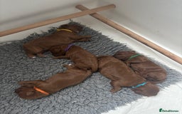 Cavapoo dogs for sale: Litter of 5 born 8/11/25; only one boy left  - Advert 5