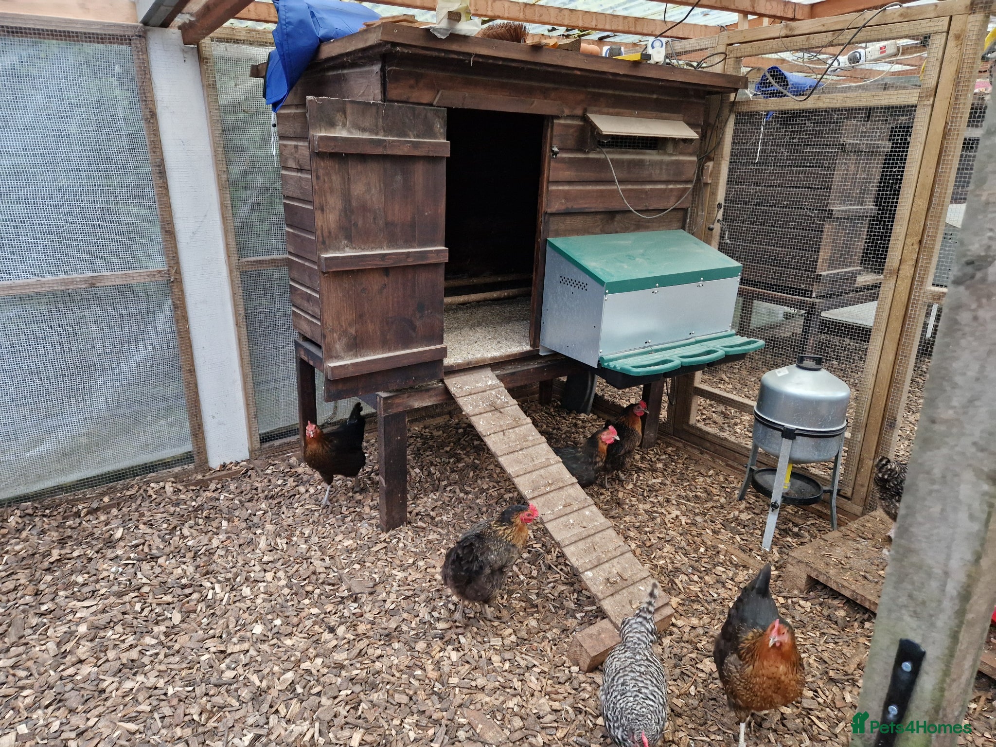 Chickens poultry Hybrid chickens for sale - Advert 2
