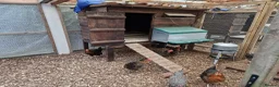 Chickens poultry for sale: Hybrid chickens for sale - Advert 2