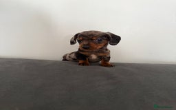 Dachshund dogs for sale: 3 dapple dachshund boys  - Image 1
