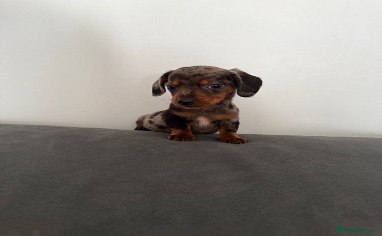 Dachshund dogs - Advert 3