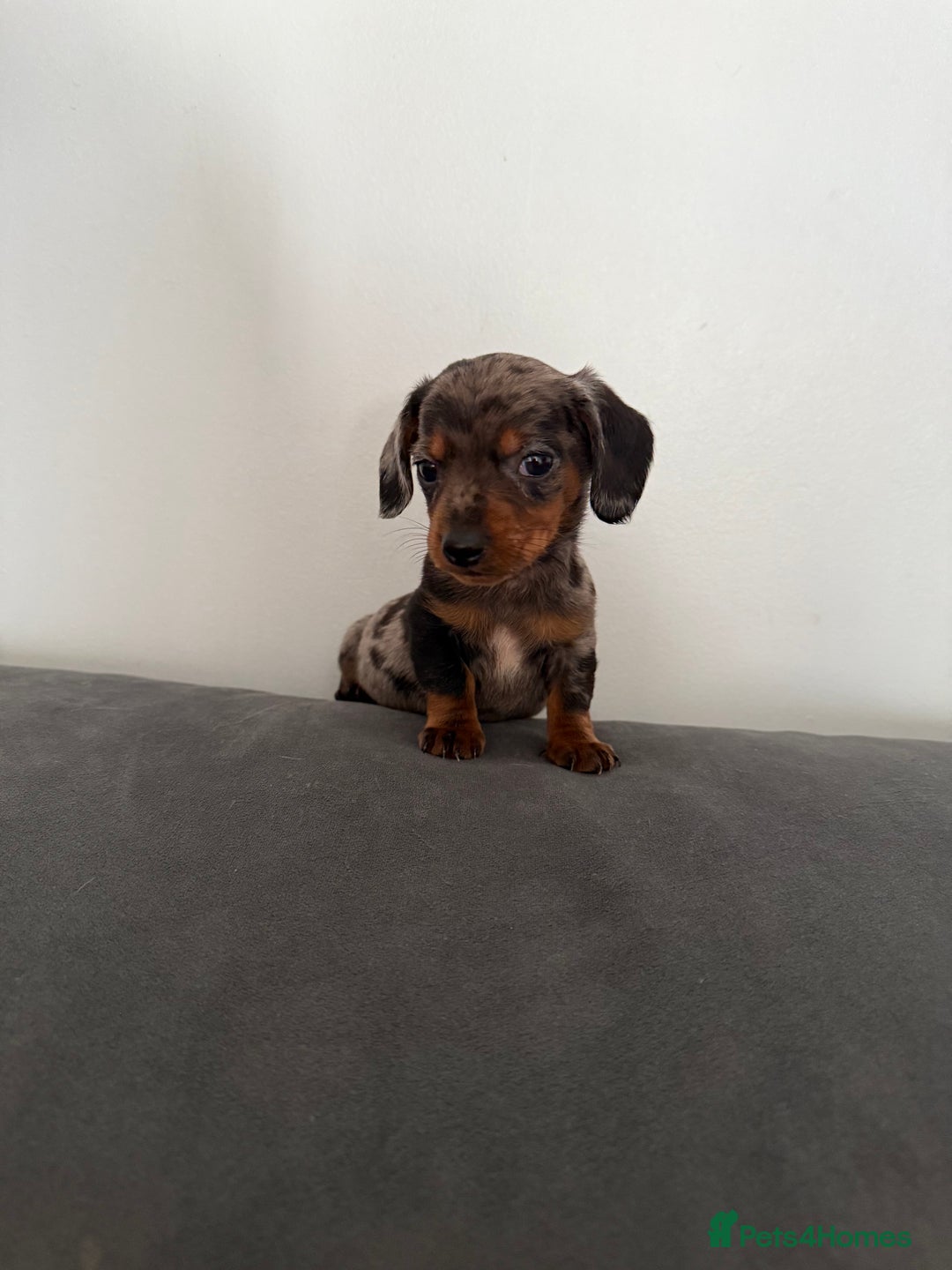 Dachshund dogs for sale: 3 dapple dachshund boys  - Image 1
