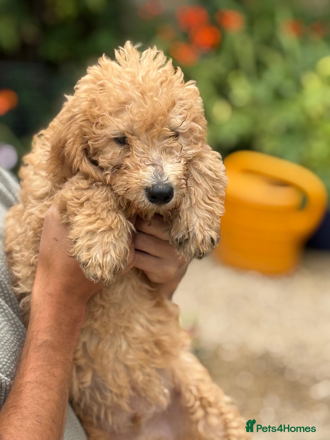 Labradoodle dogs for sale: F2 Labradoodle  - Image 9