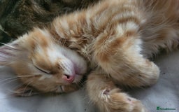 Mixed Breed cats for sale: 2 Beautiful Ginger Male Kittens.  - Image 1