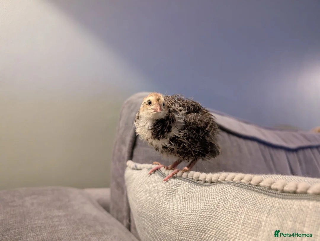 Quail poultry for sale: Jumbo Cotornix Quail - hatching eggs, chicks - Advert 3