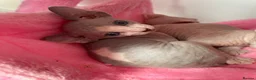 Sphynx cats for sale: Sphynx kittens ready in 3 weeks  - Advert 9