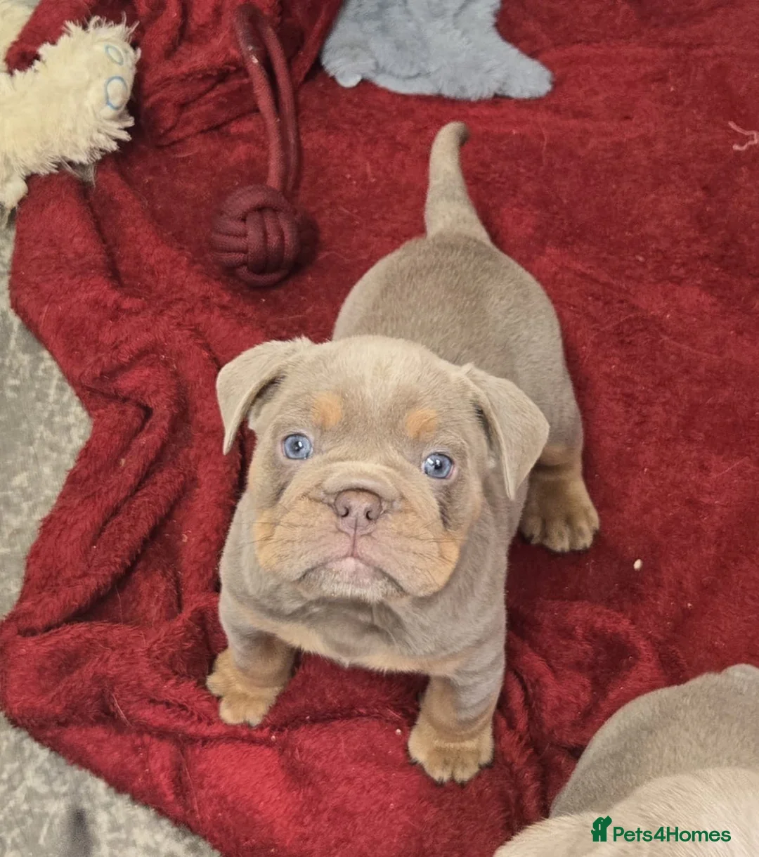 Mixed Breed dogs for sale: Olde English bulldog puppies  - Advert 15