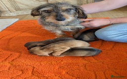 Mixed Breed dogs for sale: 3/4Dachshund X 1/4Jack  - Image 19