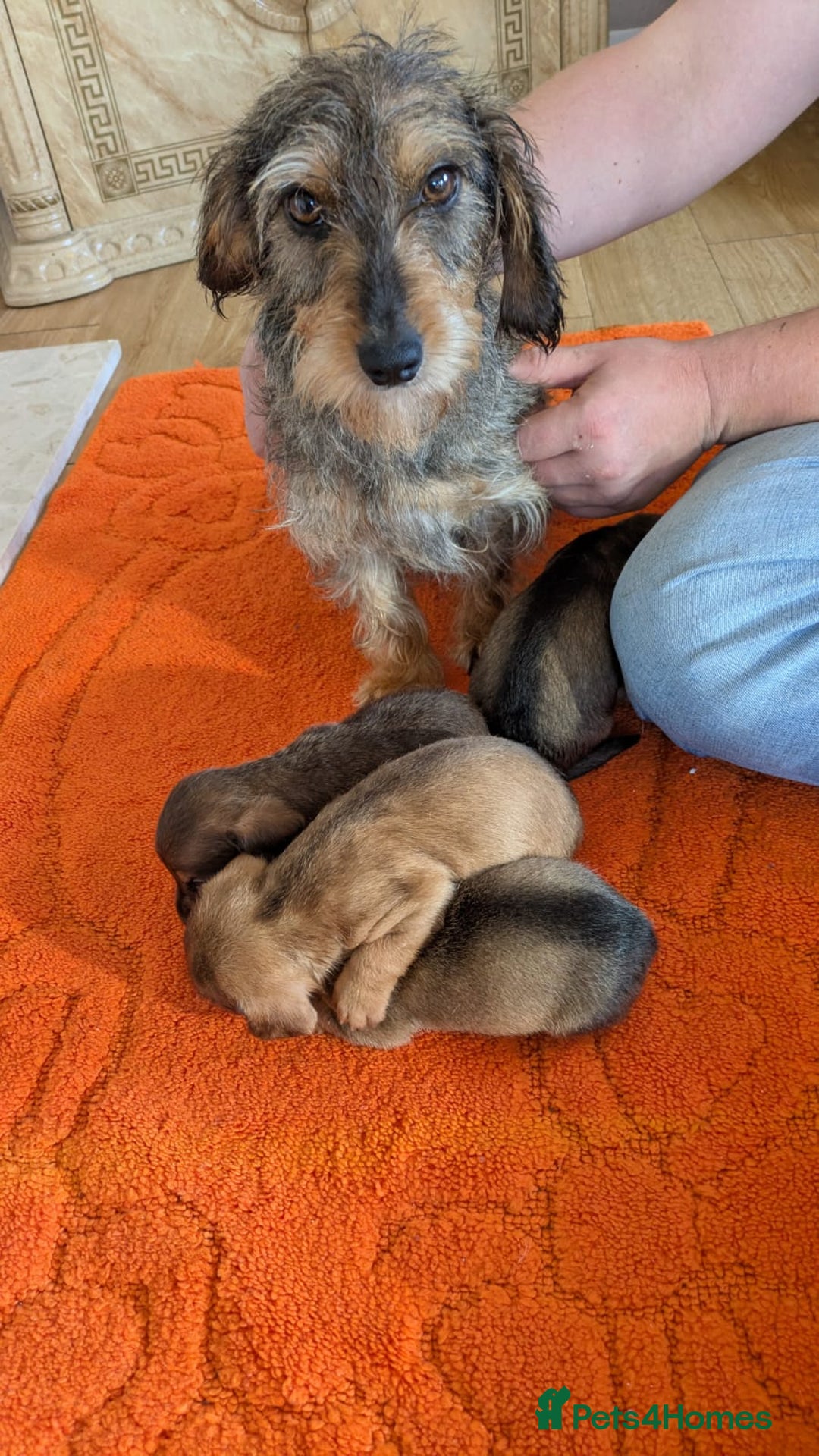 Mixed Breed dogs for sale: 3/4Dachshund X 1/4Jack  - Image 19