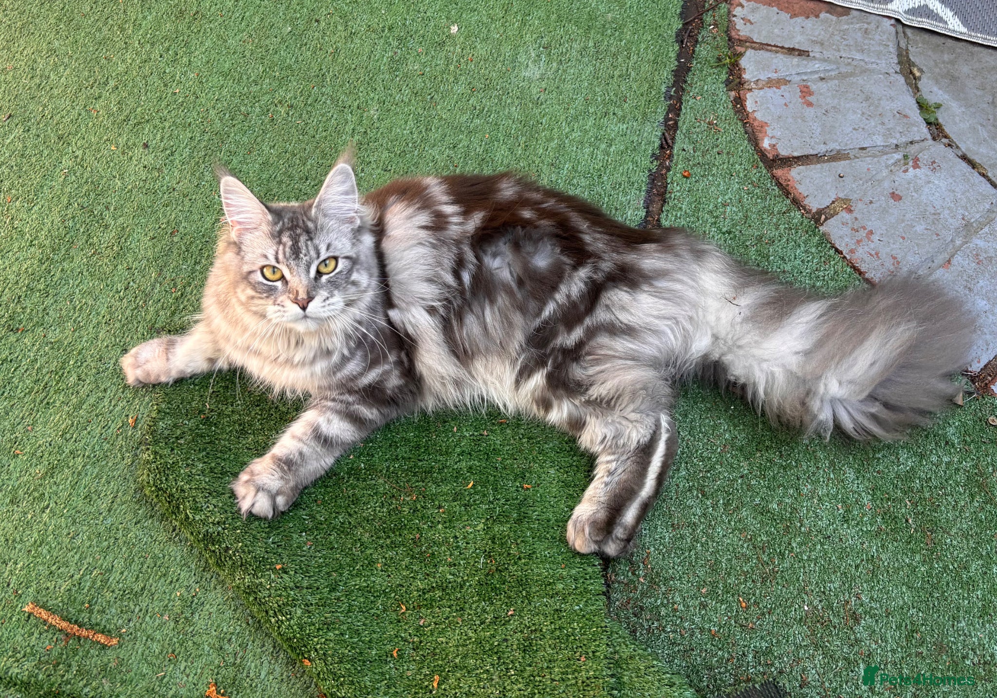 Maine Coon cats Sad rehoming Maine coon Bella - Advert 13