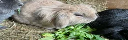 Mini Lion Lop rabbits for sale: Female rabbit bonded trio/pair/single - Advert 4