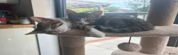 Mixed Breed cats for sale: Mixed breed with bengal in Eastleigh - Advert 2