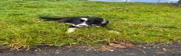Border Collie dogs for sale: Border collie  - Advert 4