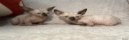 Sphynx cats for sale: Bambino kittens Ready now! - Advert 8