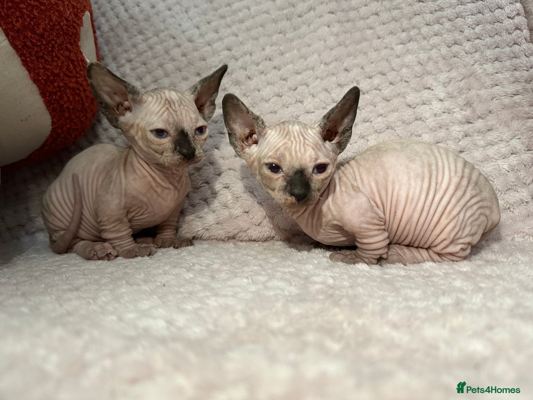 Sphynx cats for sale: Bambino kittens Ready now! - Advert 8