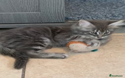 Maine Coon cats for sale: Beautiful Maine coon babies - Image 6