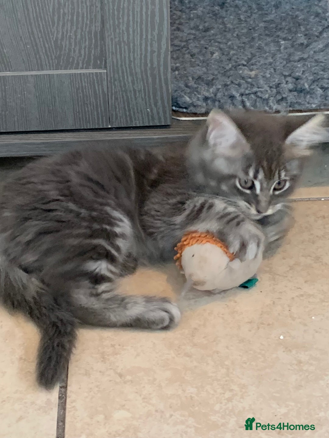 Maine Coon cats for sale: Beautiful Maine coon babies - Image 6