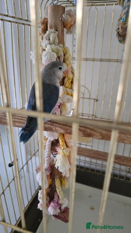 Lovebirds birds - Advert 1