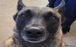 Belgian Shepherd Dog dogs for sale: Calm, loving Athena - Image 1