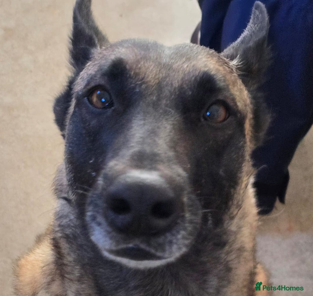 Belgian Shepherd Dog dogs for sale: Calm, loving Athena - Image 1