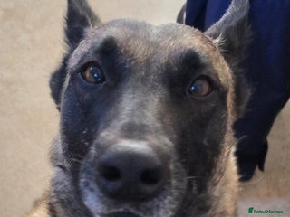 Belgian Shepherd Dog dogs Calm, loving Athena - Advert 4