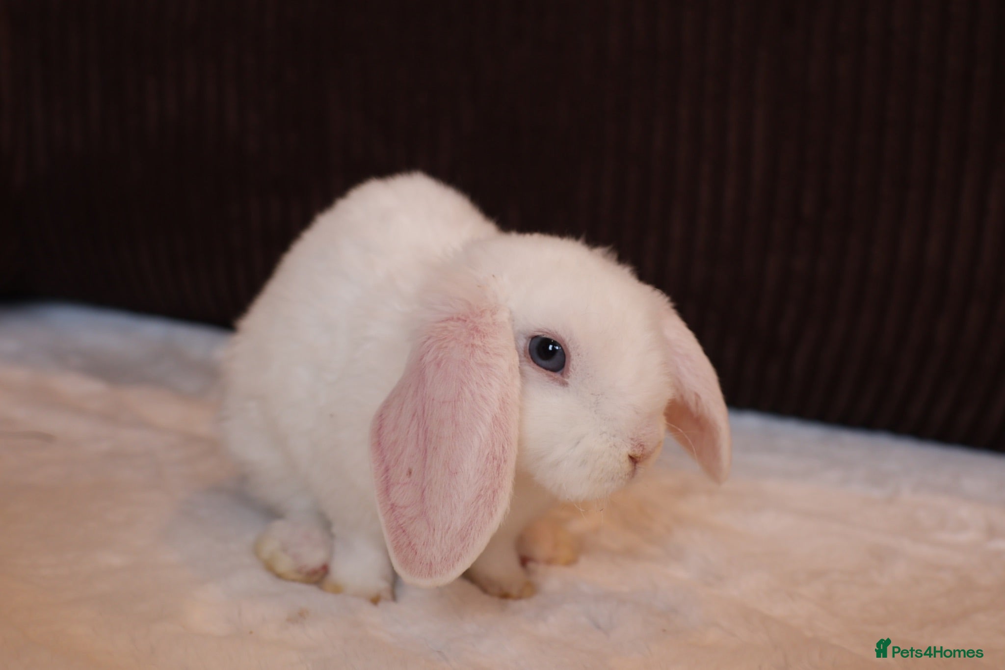 Mini Lop rabbits Mini Plush Lop Buck & Mini Rex Doe Ready  🐰 - Advert 2