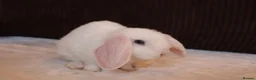 Mini Lop rabbits for sale: Mini Plush Lop Buck & Mini Rex Doe Ready  🐰 - Advert 2