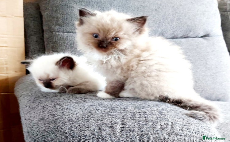 Ragdoll cats - Advert 6