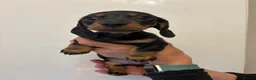 Miniature Dachshund dogs for sale: 🤩 1 stunning miniature dachshund 🤩 - Advert 3