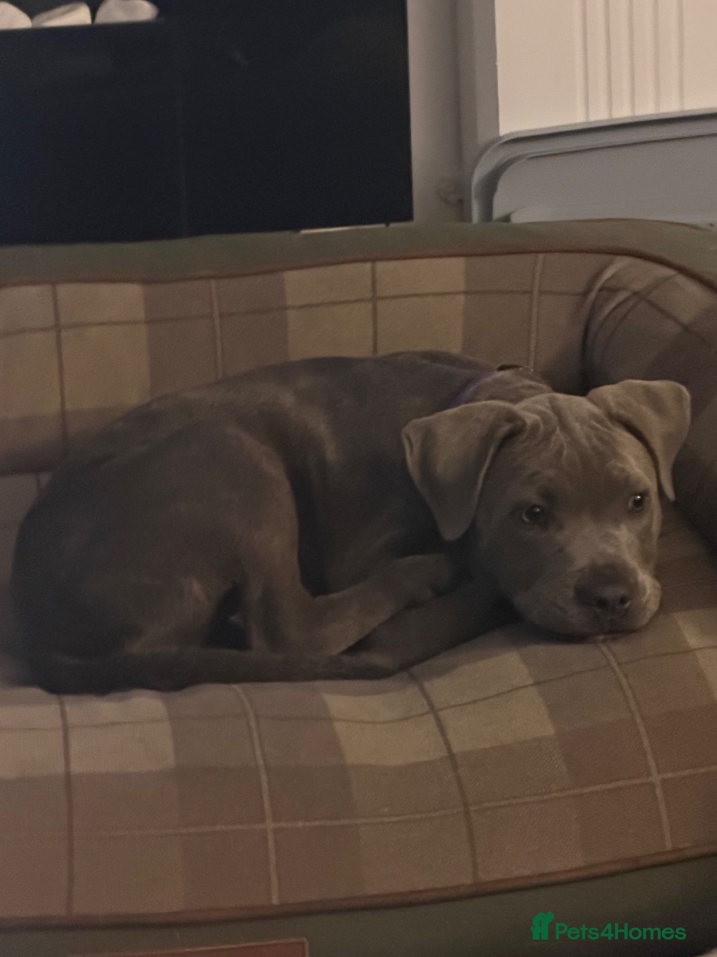 Staffordshire Bull Terrier dogs 14 week old female blue brindle staffy x puppy - Advert 15
