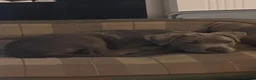 Staffordshire Bull Terrier dogs for sale: 14 week old female blue brindle staffy x puppy - Advert 1