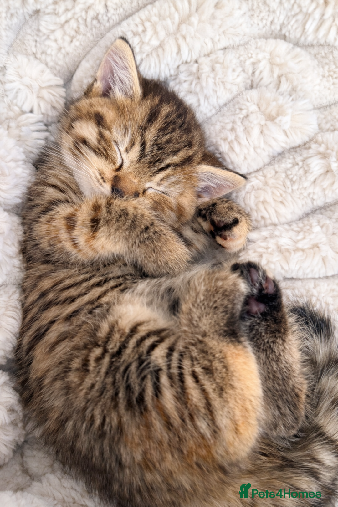 Mixed Breed cats for sale: Beautiful kittens 🐈‍⬛ - Advert 13