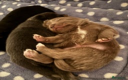 Pomchi dogs for sale: Primrose’s precious pomchi babies - Advert 10