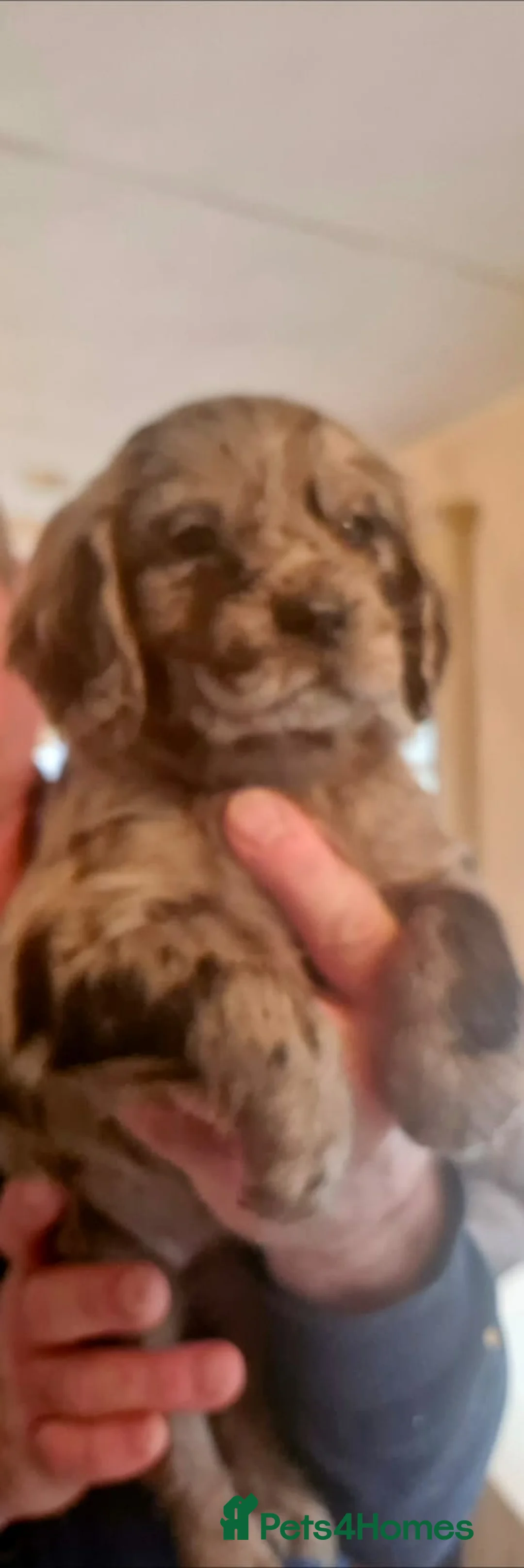 Cocker Spaniel dogs for sale: Mixed litter of Cocker Spaniel puppies  - Advert 15