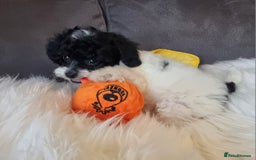 Cockapoo dogs for sale: Best Friend Sofa Companions 🥰 Fully vaccinated  - Image 18