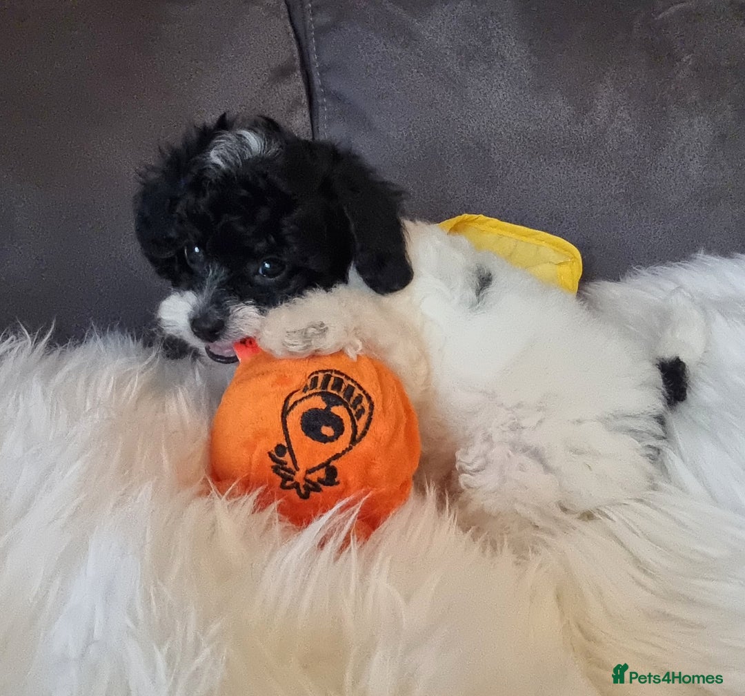 Cockapoo dogs for sale: Best Friend Sofa Companions 🥰 Fully vaccinated  - Image 18
