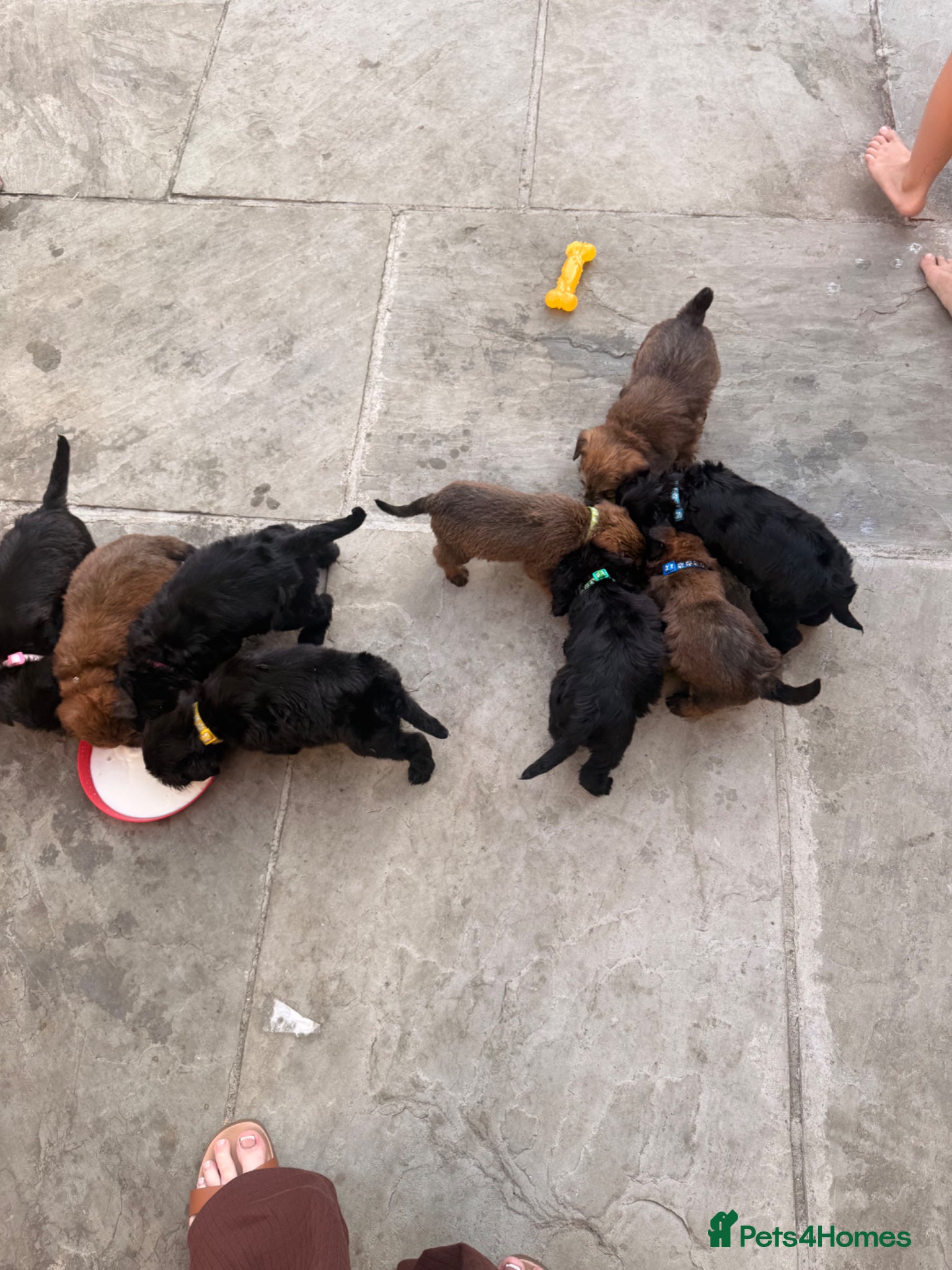 Mixed Breed dogs for sale: Whoodle puppies  - Advert 23