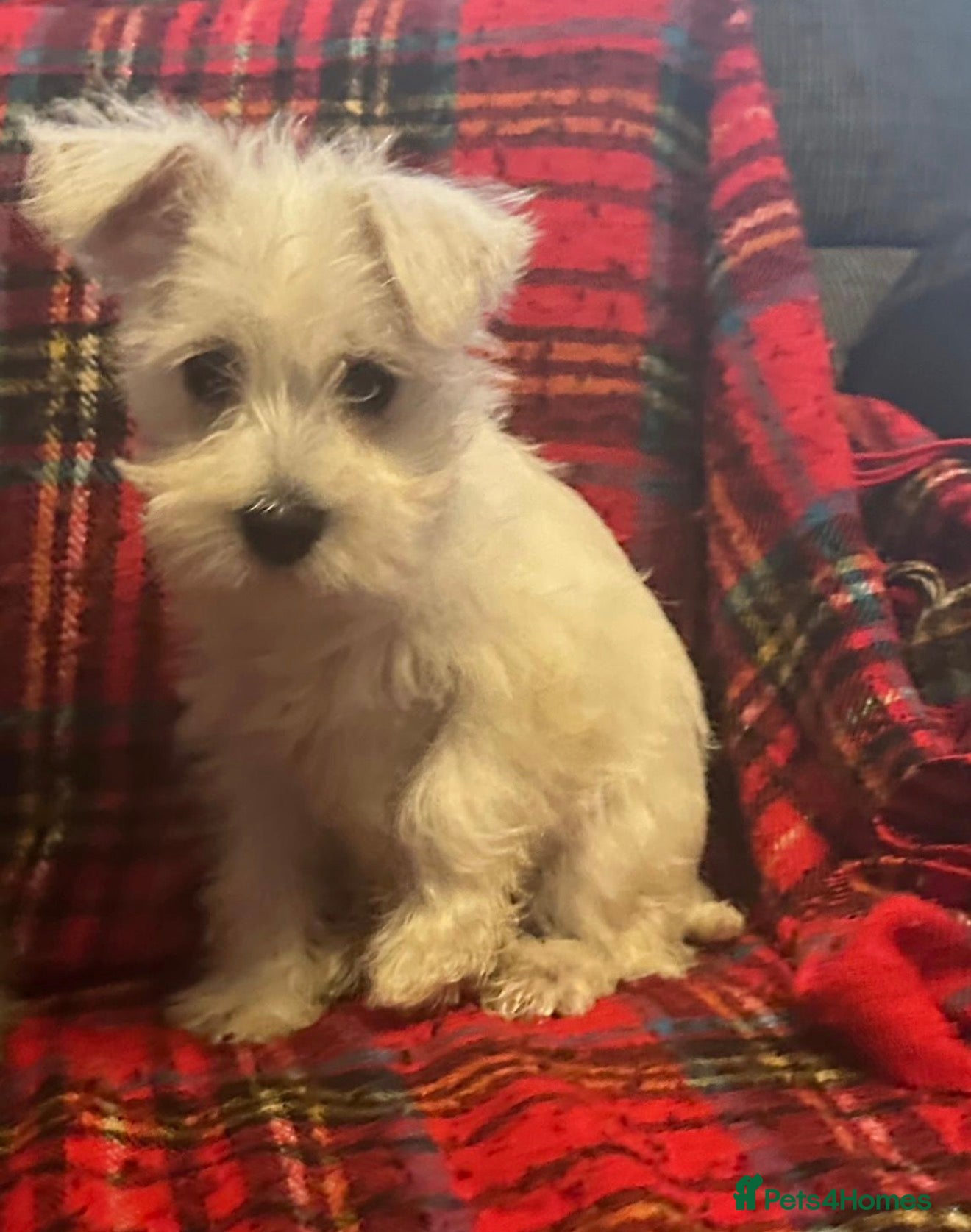 Miniature Schnauzer dogs Miniature schnauzer pups kc - Advert 1