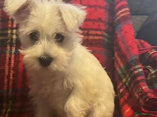 Miniature Schnauzer dogs Miniature schnauzer pups kc - Advert 1