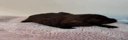 Toy Poodle dogs for sale: Amazing toy poodle puppies  - Advert 12